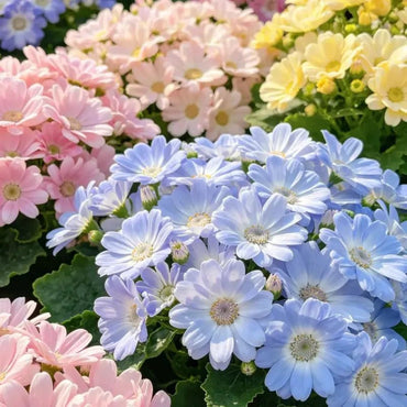 Mixed Color Medium - Flowered Cineraria Seeds - Verdseeds