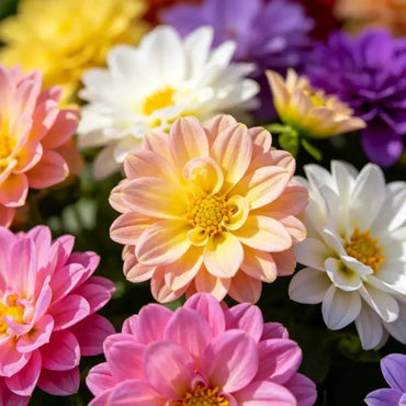 Mixed Color Mini Dahlia Seeds - Verdseeds