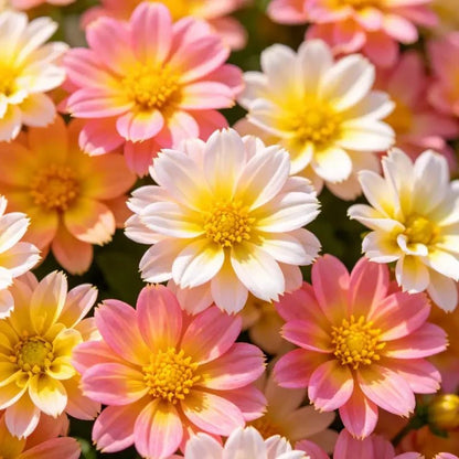 Mixed Color Mini Dahlia Seeds - Verdseeds