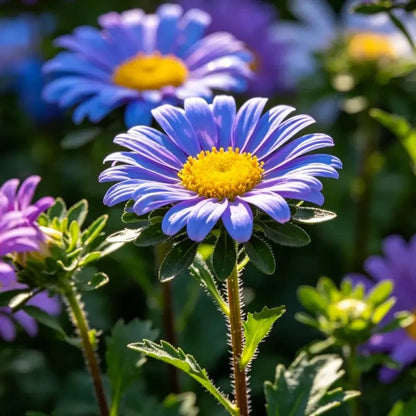 Mixed Color New York Aster Seeds - Verdseeds