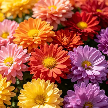 Mixed Color Painted Daisy Seeds - Verdseeds