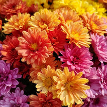 Mixed Color Painted Daisy Seeds - Verdseeds