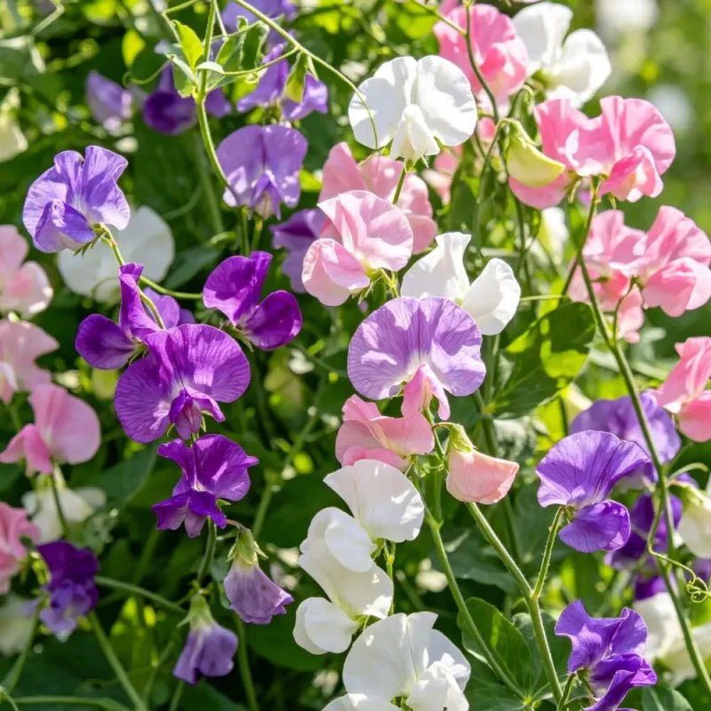 Mixed Color Perennial Sweet Pea Seeds - Verdseeds