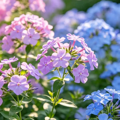 Mixed Color Phlox Seeds - Verdseeds
