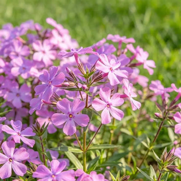 Mixed Color Phlox Seeds - Verdseeds