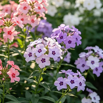 Mixed Color Phlox Seeds - Verdseeds