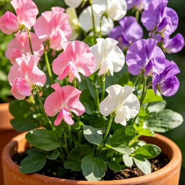Mixed Color Potted Sweet Pea - Verdseeds