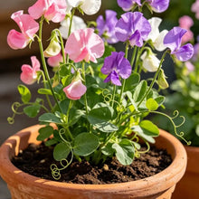 Mixed Color Potted Sweet Pea - Verdseeds