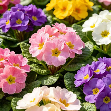 Mixed Color Primrose Seeds - Verdseeds