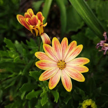 Mixed Color Satin Flower Seeds - Verdseeds