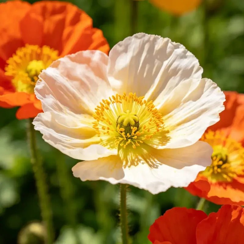 Mixed Color Single Petal California Poppy Seeds - Verdseeds