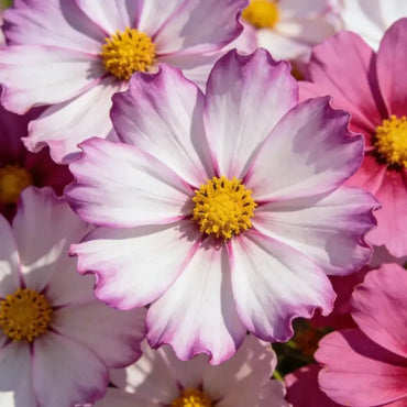 Mixed color single petal Cosmos Seeds - Verdseeds