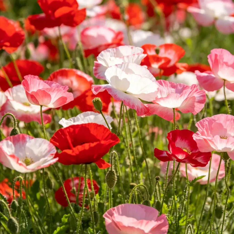 Mixed color single petal Iceland Poppy Seeds(Perennial) - Verdseeds