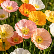 Mixed color single petal Iceland Poppy Seeds(Perennial) - Verdseeds