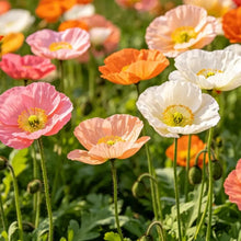 Mixed color single petal Iceland Poppy Seeds(Perennial) - Verdseeds