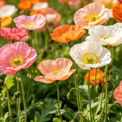 Mixed color single petal Iceland Poppy Seeds(Perennial) - Verdseeds