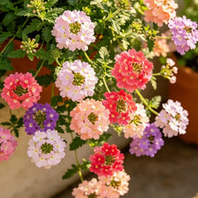 Mixed Color Trailing Verbena Seeds - Verdseeds