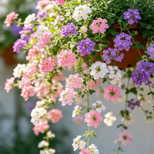 Mixed Color Trailing Verbena Seeds - Verdseeds