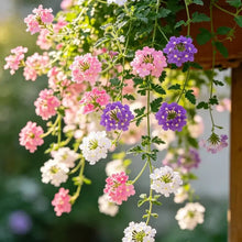 Mixed Color Trailing Verbena Seeds - Verdseeds