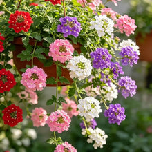 Mixed Color Trailing Verbena Seeds - Verdseeds
