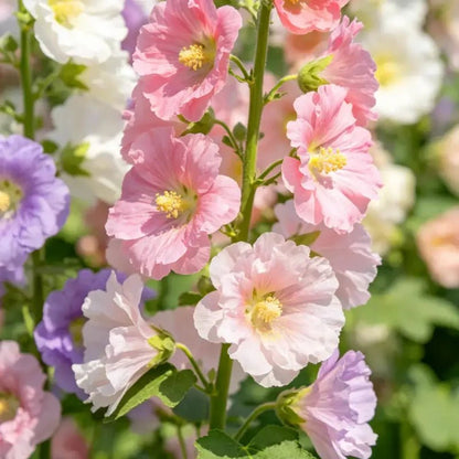 Mixed Color Tree Mallow Seeds - Verdseeds