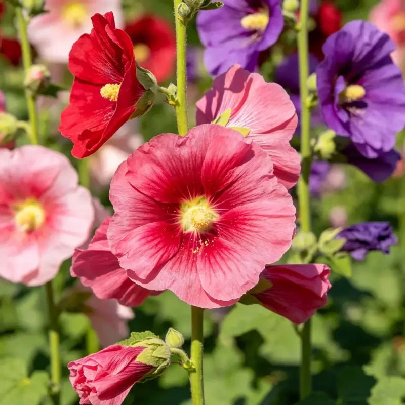 Mixed Color Tree Mallow Seeds - Verdseeds