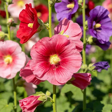 Mixed Color Tree Mallow Seeds - Verdseeds