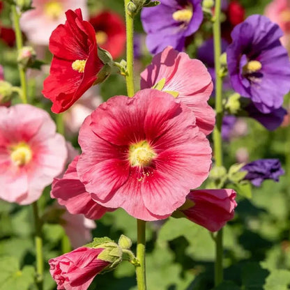 Mixed Color Tree Mallow Seeds - Verdseeds