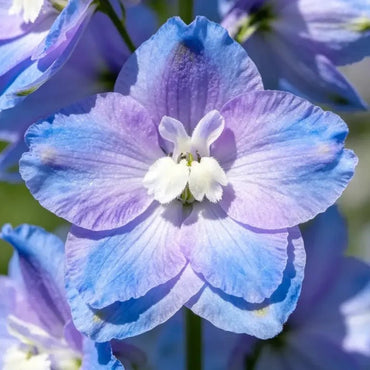 Mixed Color Viper's Bugloss Seeds - Verdseeds