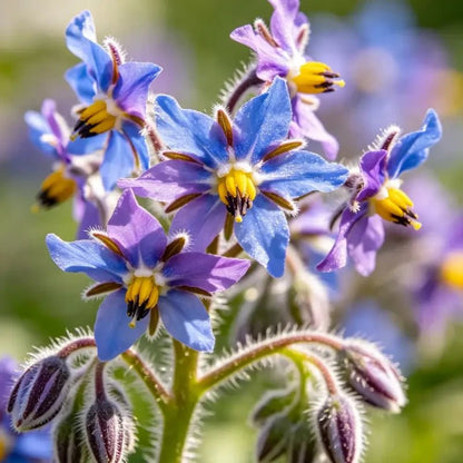 Mixed Color Viper's Bugloss Seeds - Verdseeds