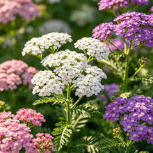 Mixed Color Yarrow Seeds - Verdseeds