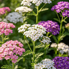 Mixed Color Yarrow Seeds - Verdseeds