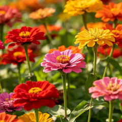 Mixed Color Zinnia Seeds - Verdseeds
