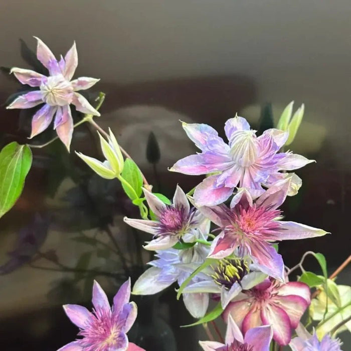 Mixed Colors Clematis Seeds - Verdseeds