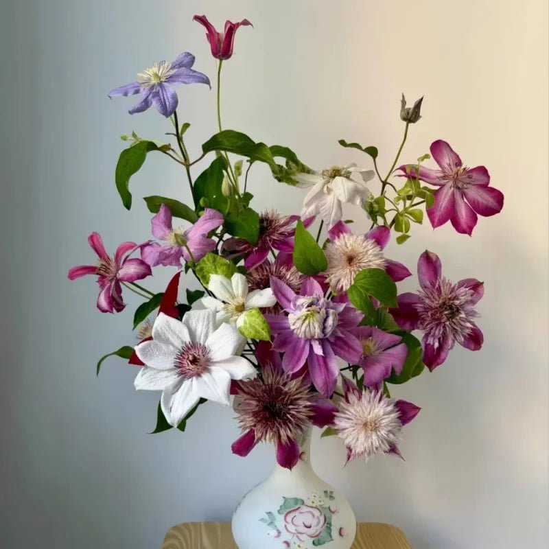 Mixed Colors Clematis Seeds - Verdseeds