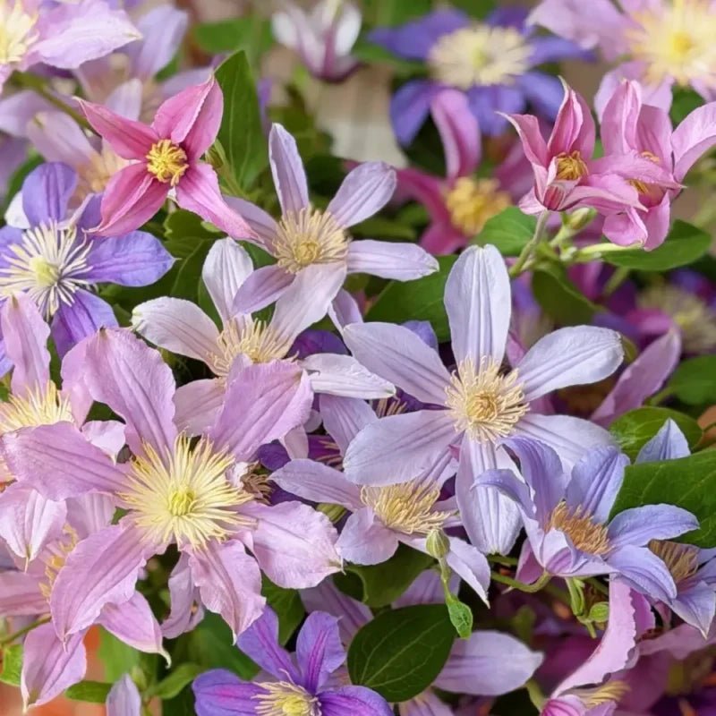 Mixed Colors Clematis Seeds - Verdseeds