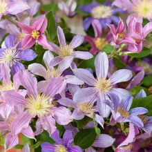 Mixed Colors Clematis Seeds - Verdseeds