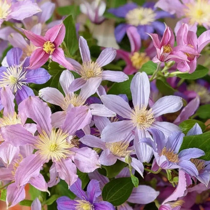 Mixed Colors Clematis Seeds - Verdseeds