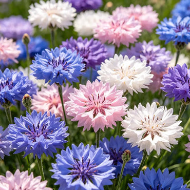 Mixed Cornflower Seeds - Verdseeds