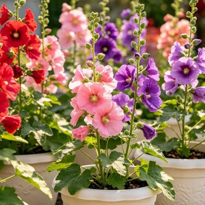 Mixed Dwarf Hollyhock Seeds - Verdseeds
