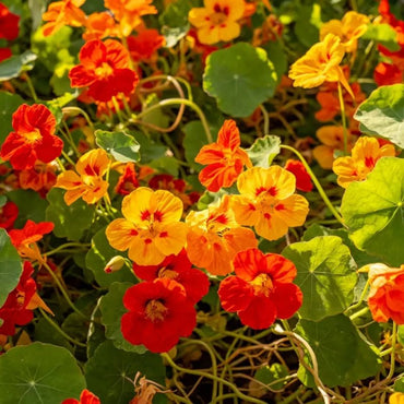 Mixed Nasturtium Seeds - Verdseeds