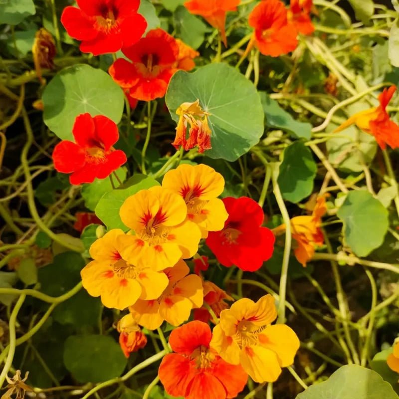 Mixed Nasturtium Seeds - Verdseeds