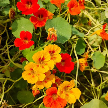 Mixed Nasturtium Seeds - Verdseeds