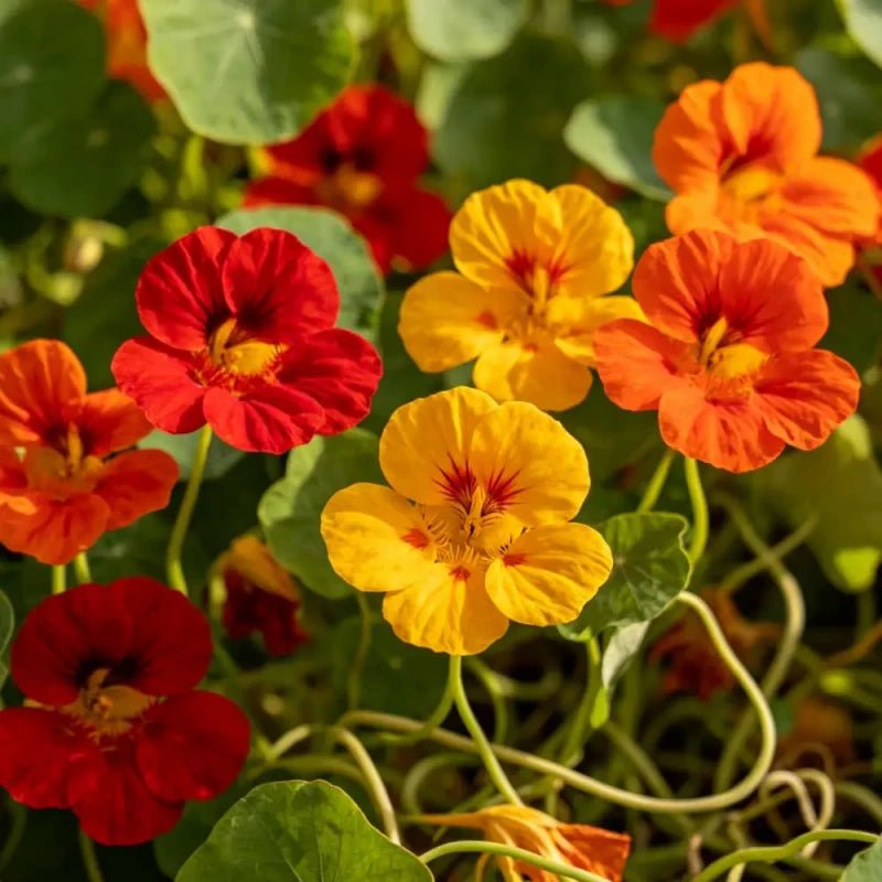 Mixed Nasturtium Seeds - Verdseeds