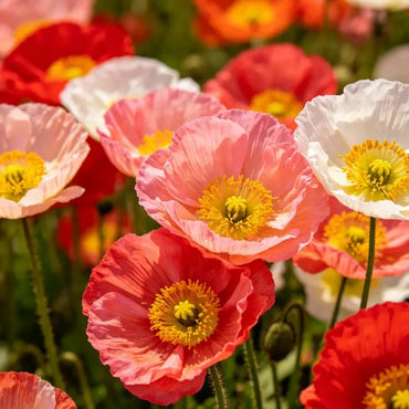 Mixed Poppy Seeds - Verdseeds