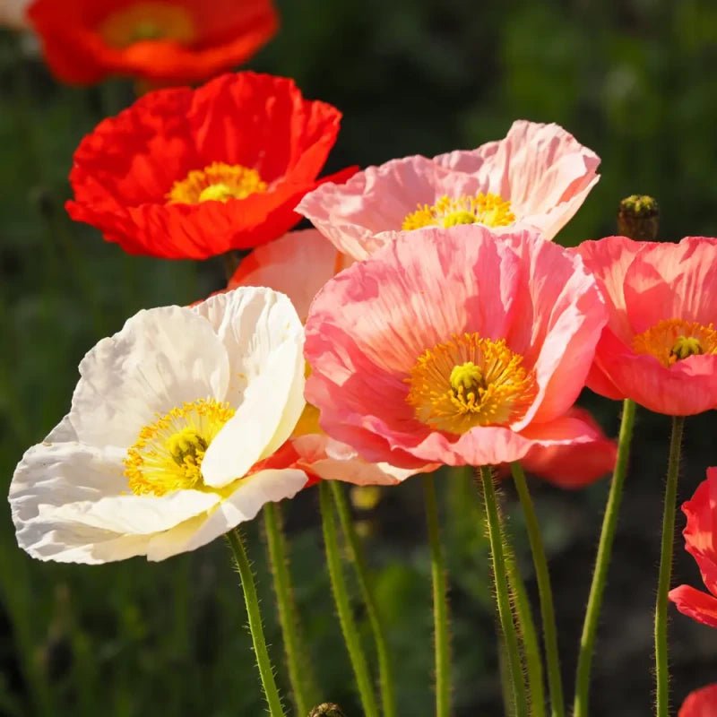 Mixed Poppy Seeds - Verdseeds