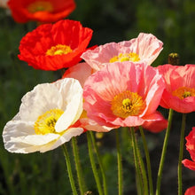 Mixed Poppy Seeds - Verdseeds