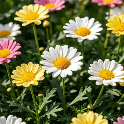 Mixed Pyrethrum Seeds - Verdseeds