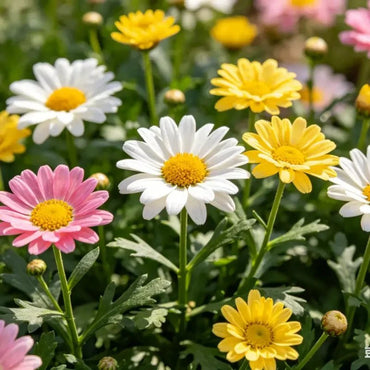Mixed Pyrethrum Seeds - Verdseeds