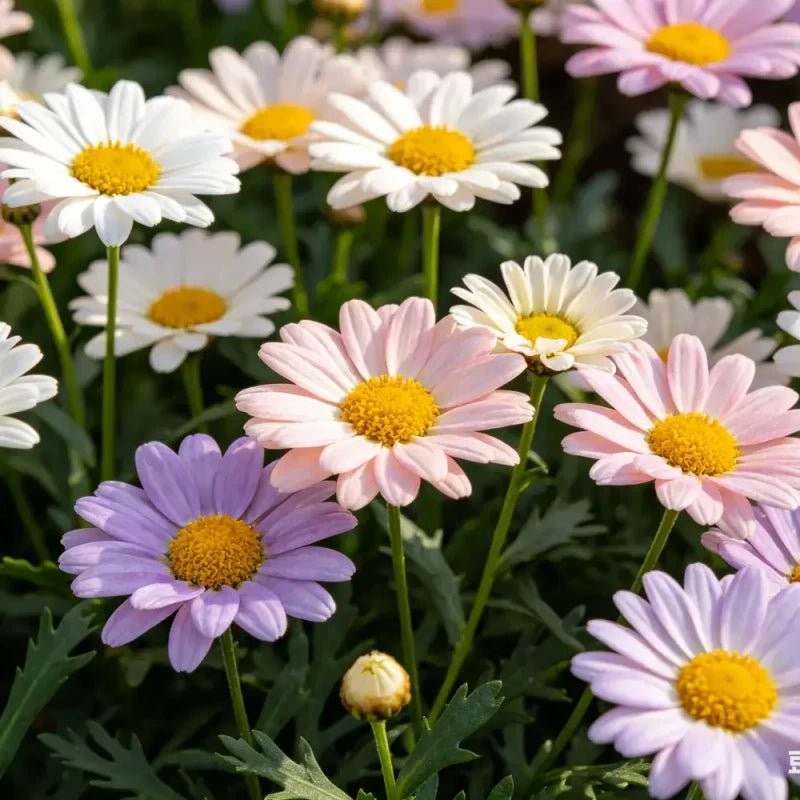 Mixed Pyrethrum Seeds - Verdseeds